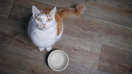 گرسنگی گربه