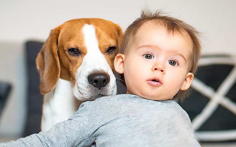 ارتباط سگ با کودک